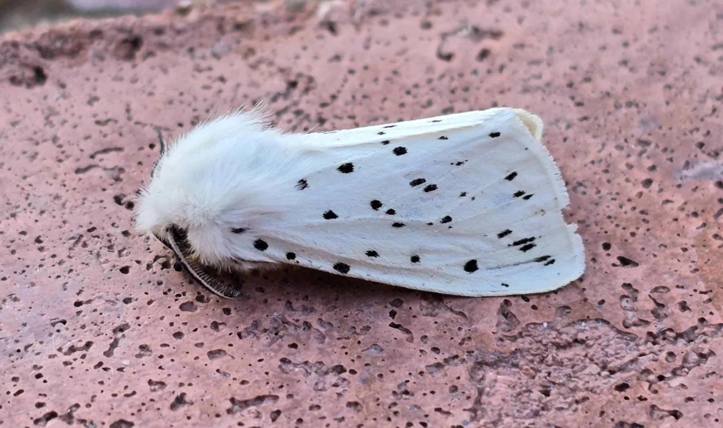Photo of White Ermine (Spilosoma lubricipeda)